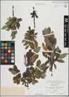 Foto von Salix hastata L.